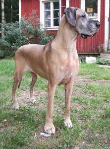 Giant Danes Charming Cleopanra